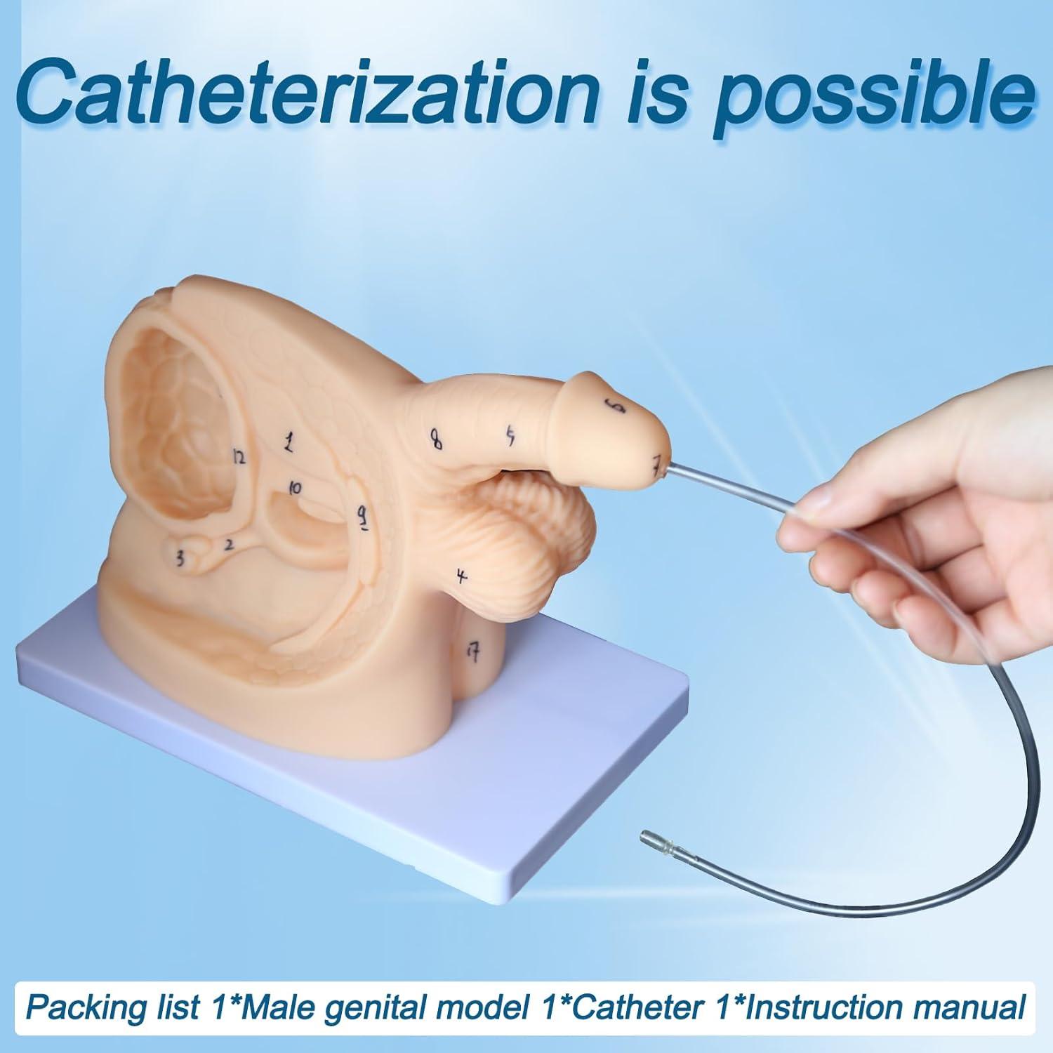 Modelo de Anatomía Genital Femenina y Masculina PVC 21 cm