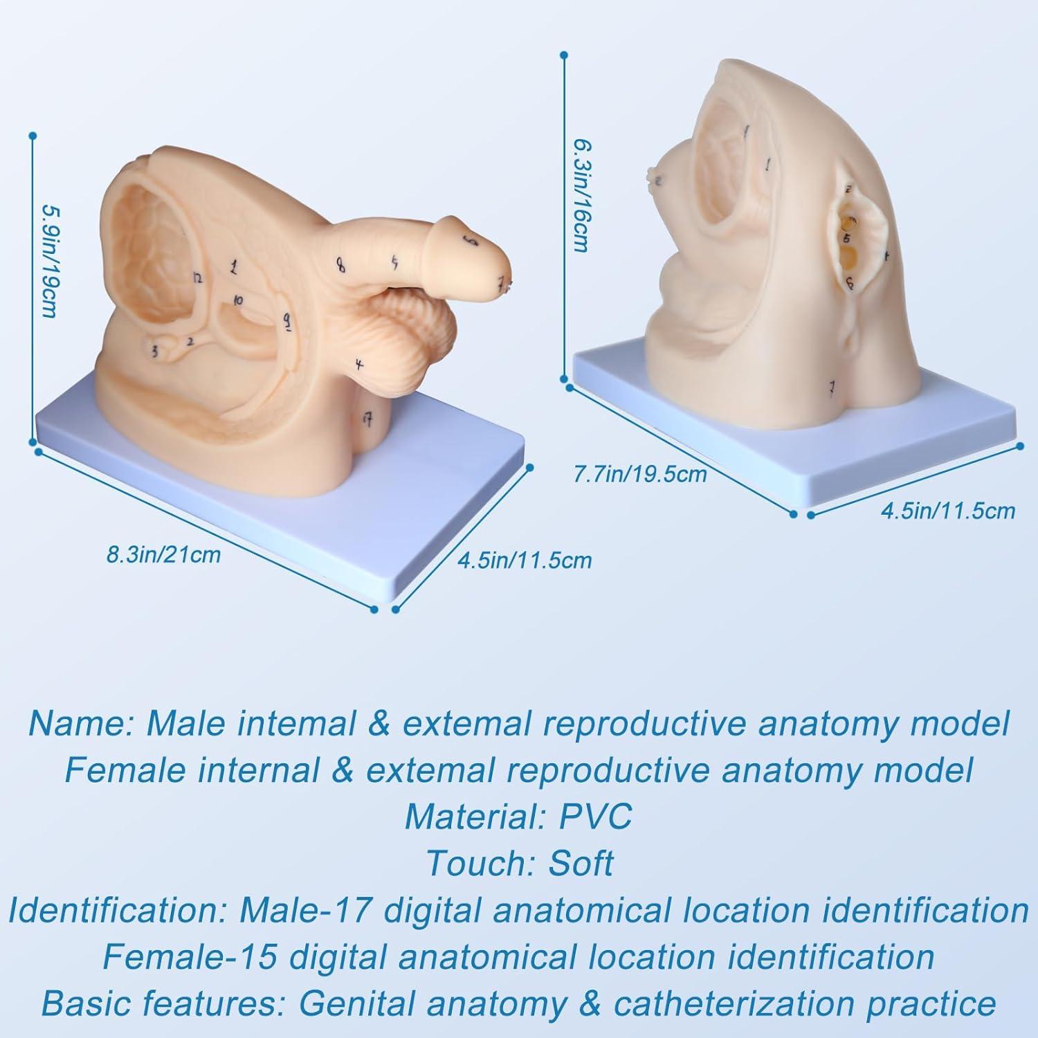 Modelo de Anatomía Genital Femenina y Masculina PVC 21 cm