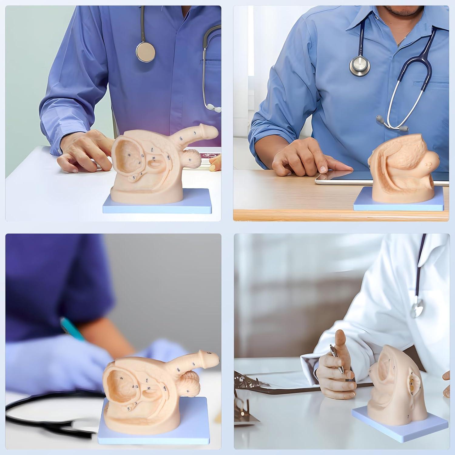 Modelo de Anatomía Genital Femenina y Masculina PVC 21 cm