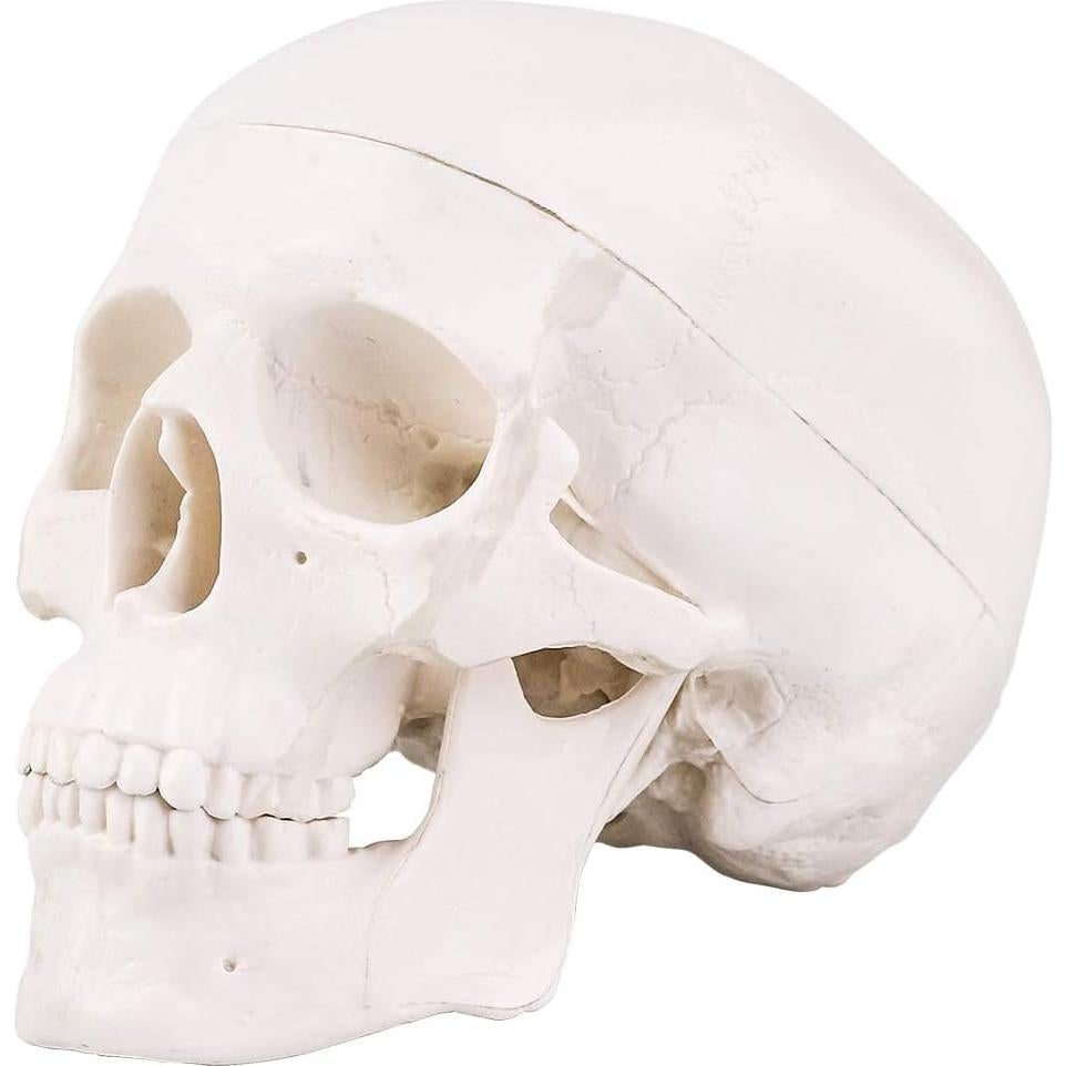 Modelo de Cráneo Mini RONTEN 10x8x10cm 3 Piezas Anatomía