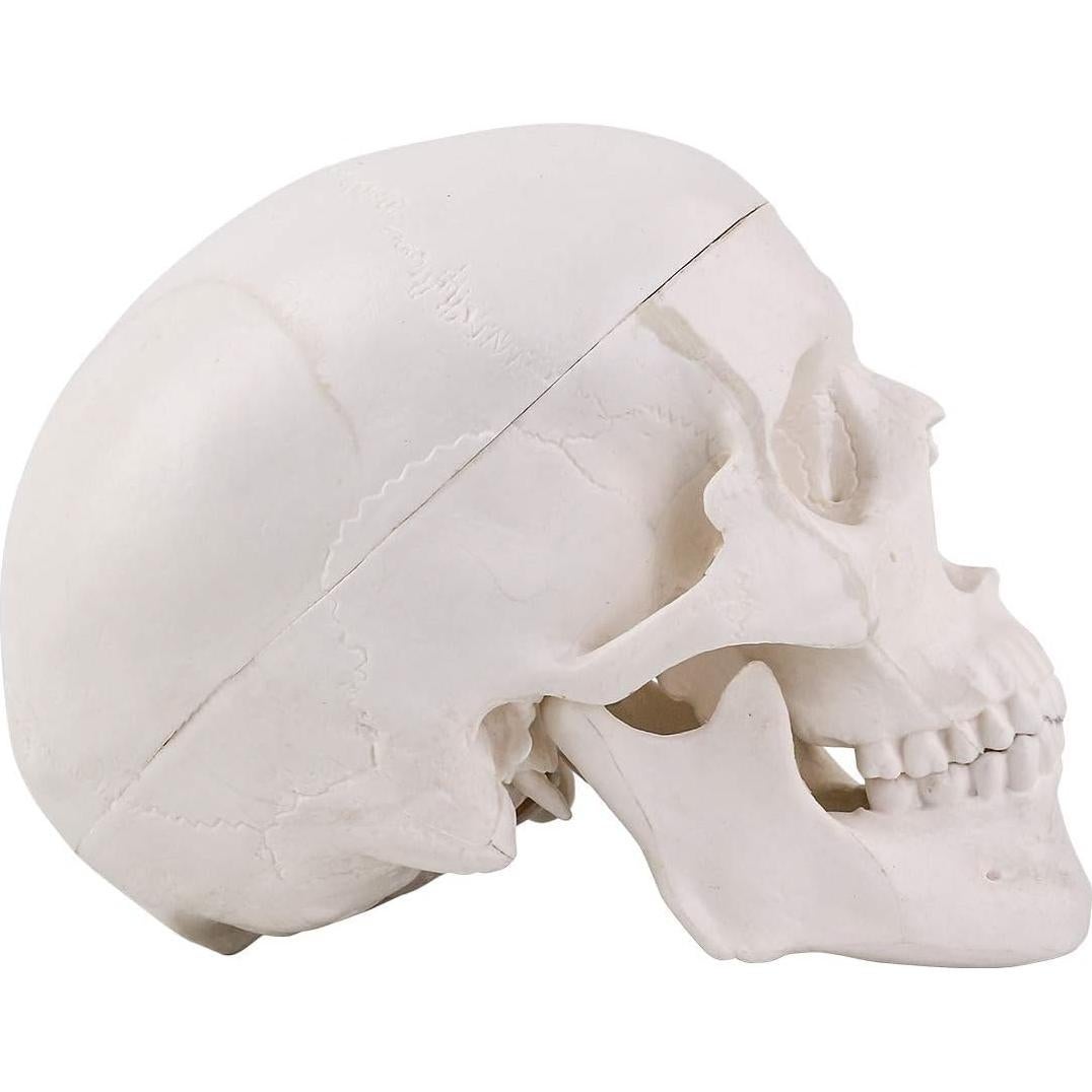 Modelo de Cráneo Mini RONTEN 10x8x10cm 3 Piezas Anatomía