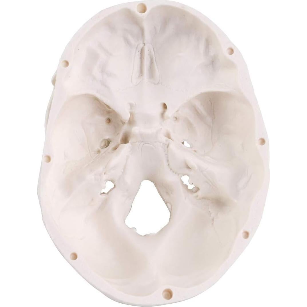 Modelo de Cráneo Mini RONTEN 10x8x10cm 3 Piezas Anatomía