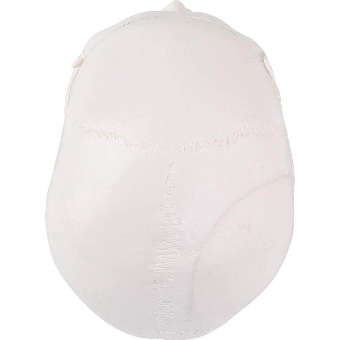 Modelo de Cráneo Mini RONTEN 10x8x10cm 3 Piezas Anatomía