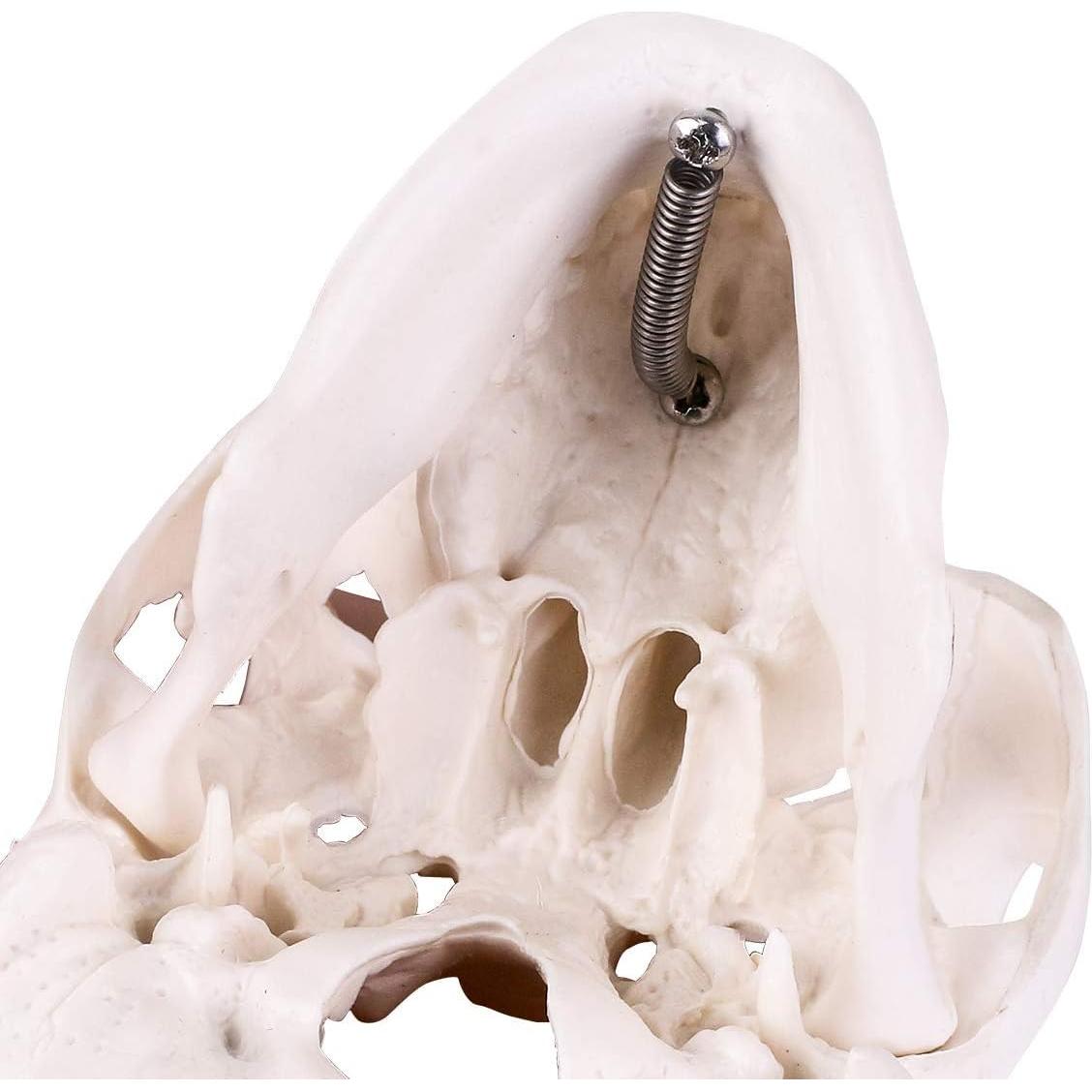 Modelo de Cráneo Mini RONTEN 10x8x10cm 3 Piezas Anatomía