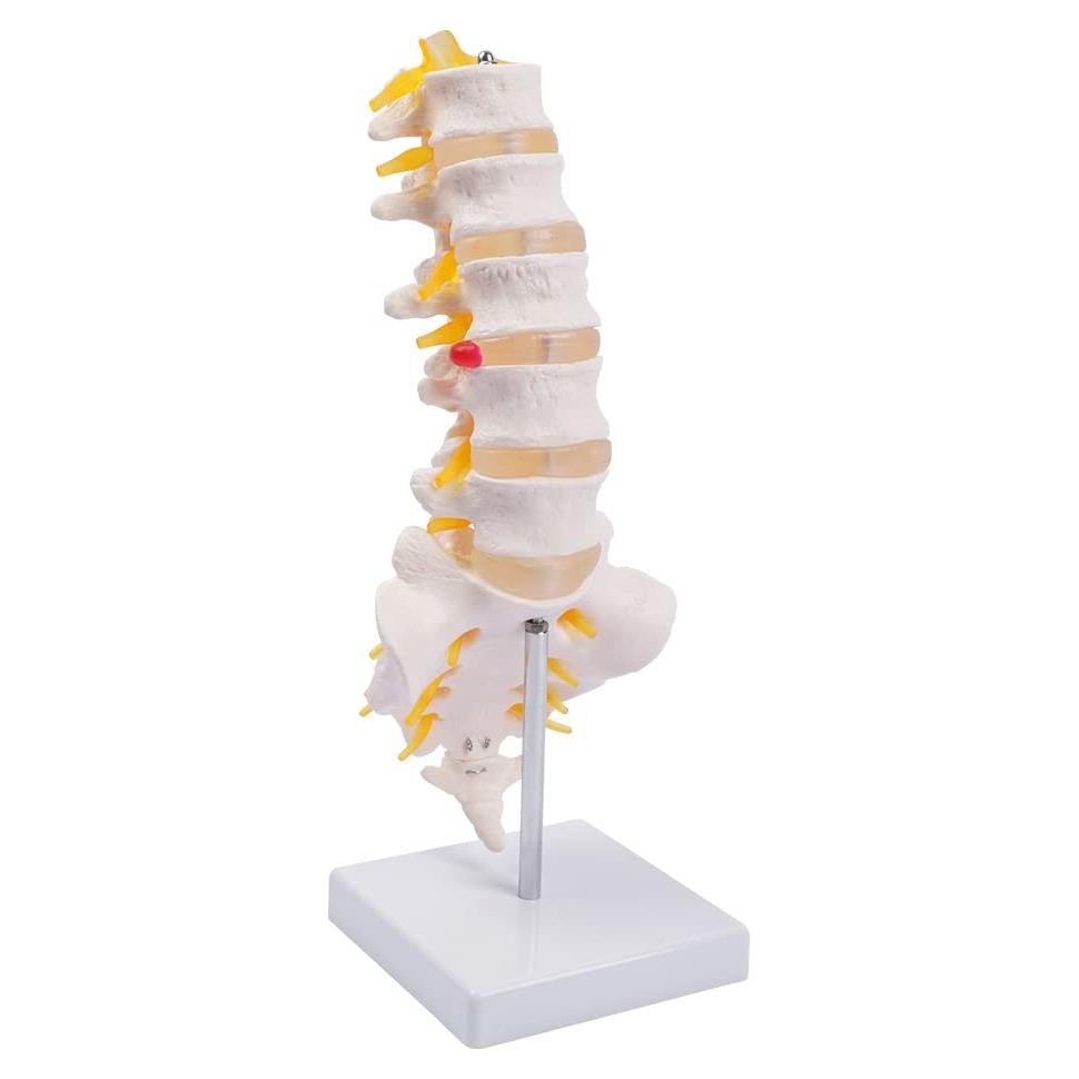 Columna Lumbar Anatómica Breesky 5 Vértebras con Sacro