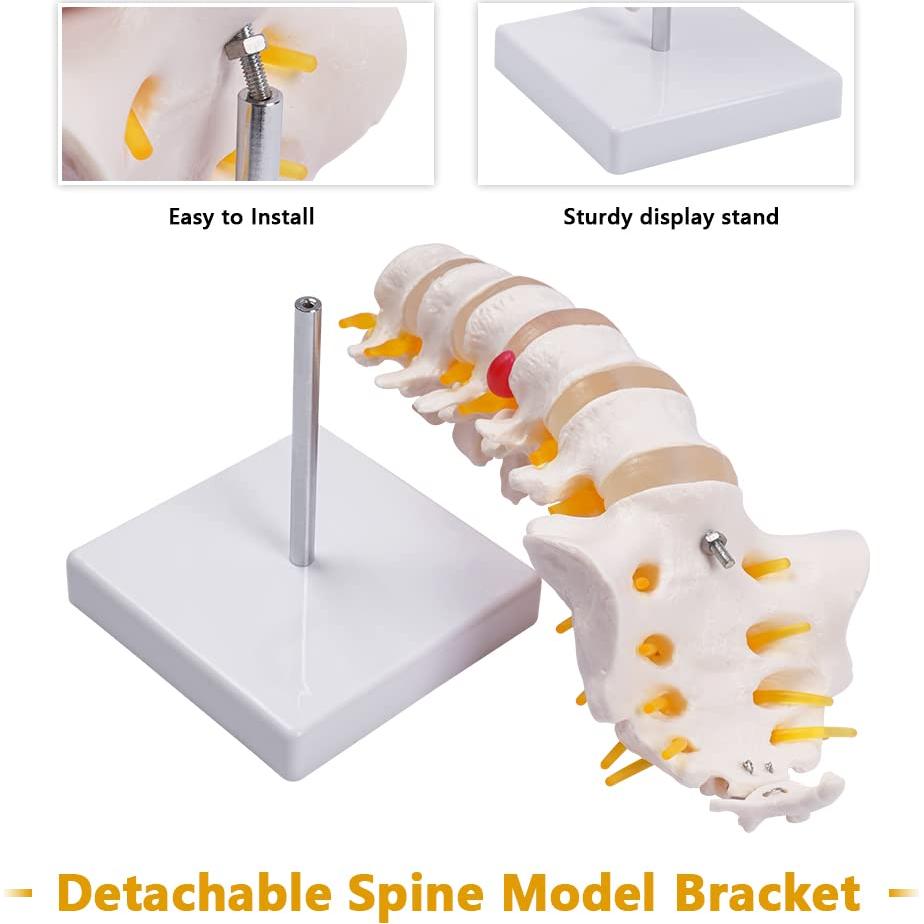 Columna Lumbar Anatómica Breesky 5 Vértebras con Sacro