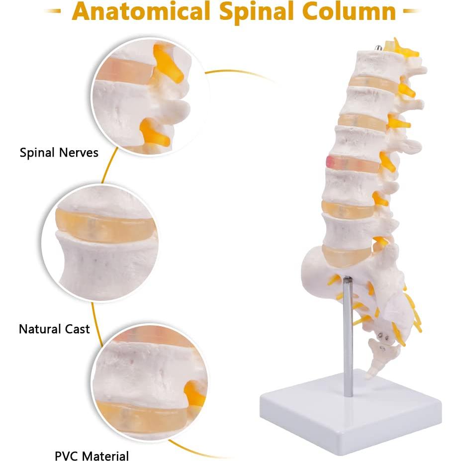 Columna Lumbar Anatómica Breesky 5 Vértebras con Sacro