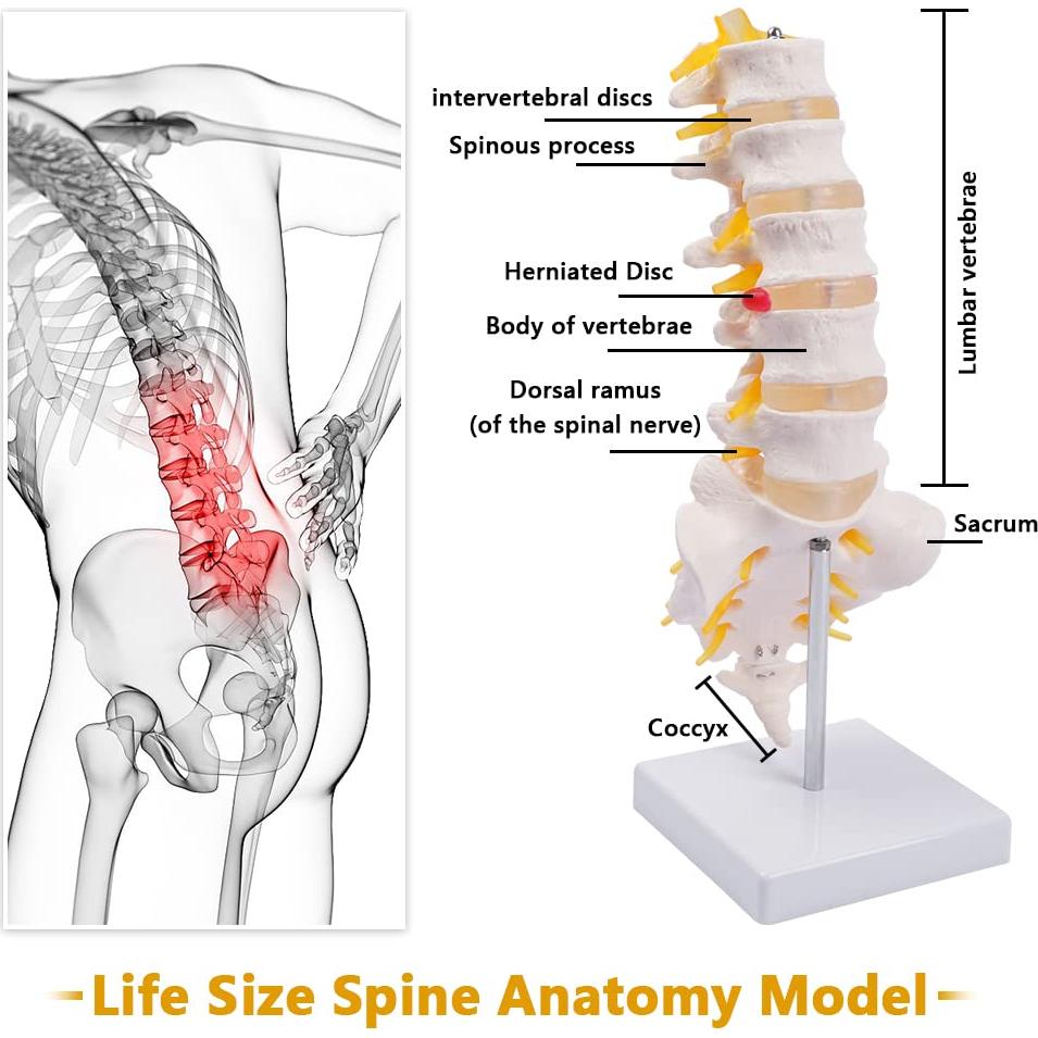 Columna Lumbar Anatómica Breesky 5 Vértebras con Sacro