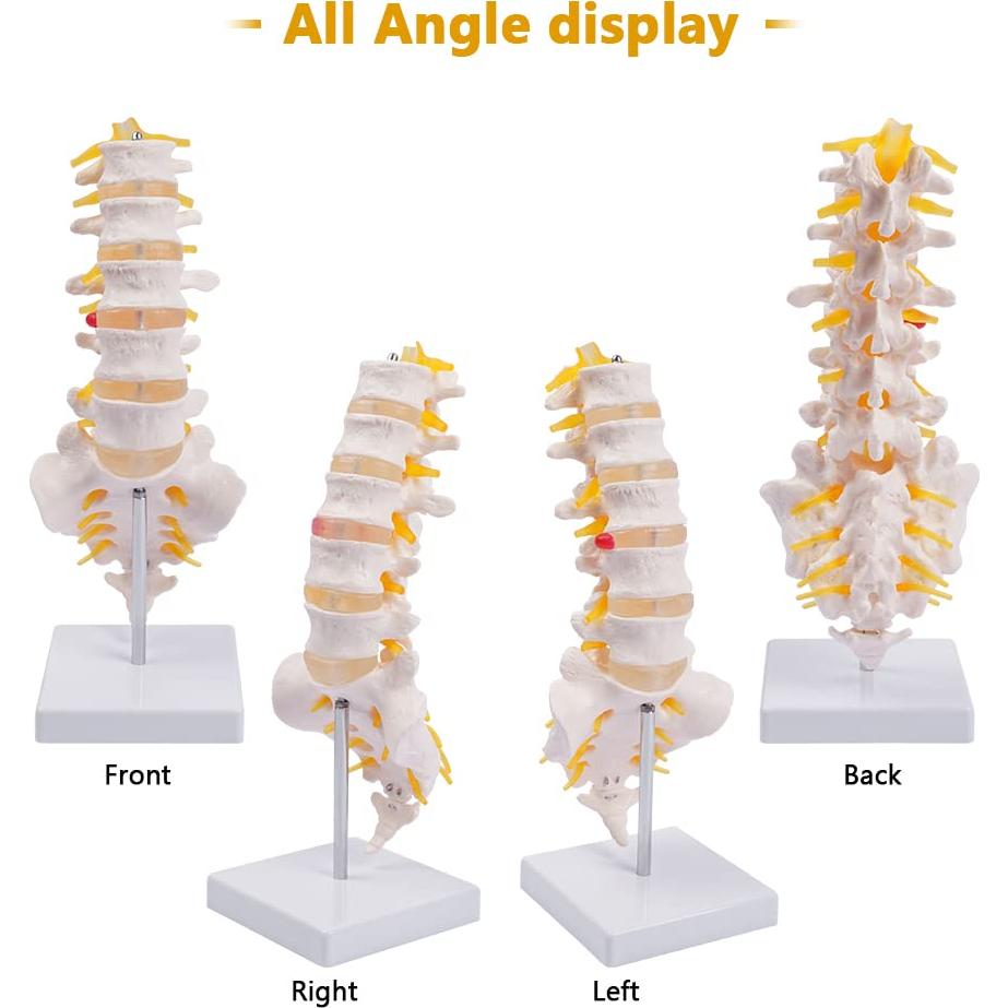 Columna Lumbar Anatómica Breesky 5 Vértebras con Sacro