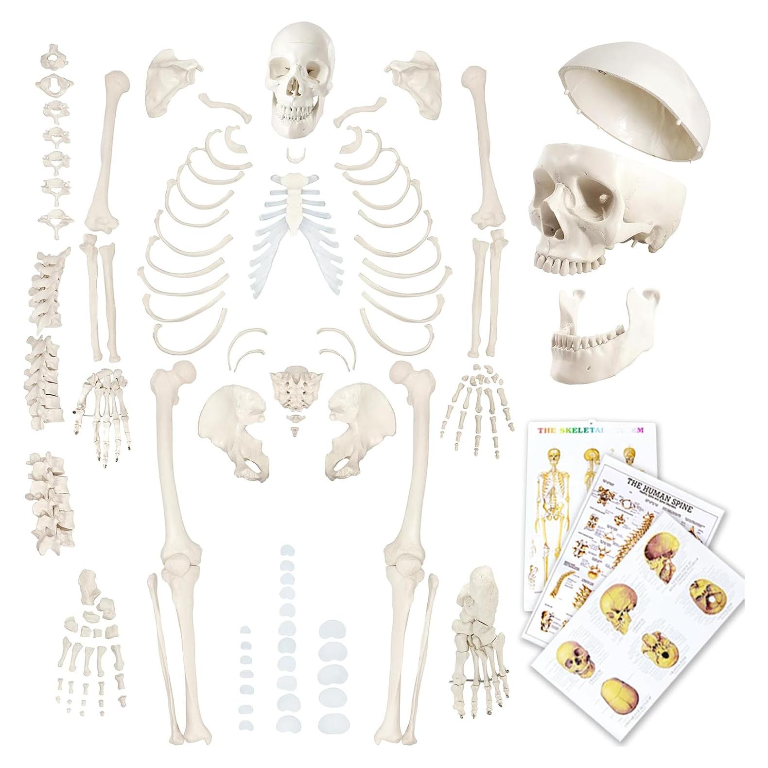 Esqueleto Humano Desarticulado Evotech 170 cm para Anatomía