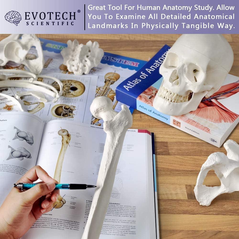 Esqueleto Humano Desarticulado Evotech 170 cm para Anatomía