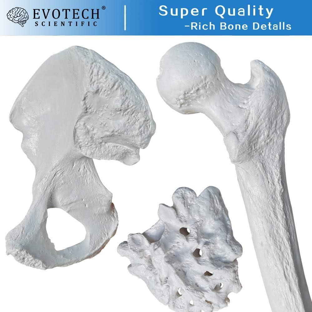Esqueleto Humano Desarticulado Evotech 170 cm para Anatomía