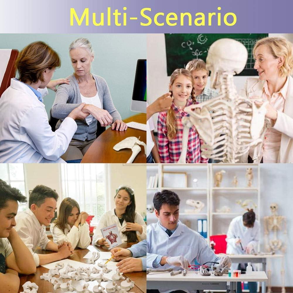 Esqueleto Humano Desarticulado Evotech 170 cm para Anatomía