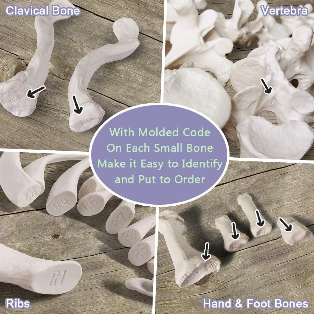 Esqueleto Humano Desarticulado Evotech 170 cm para Anatomía