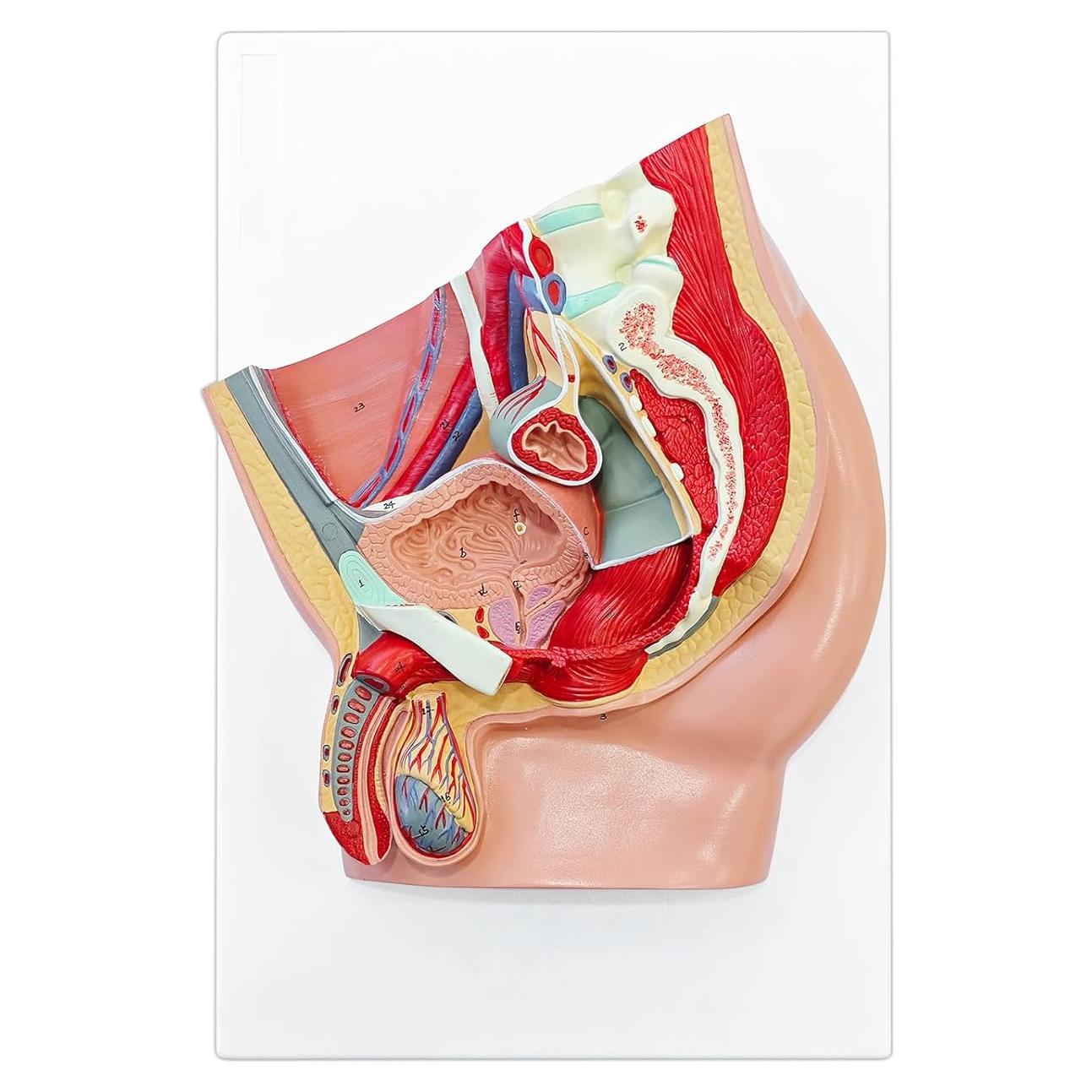 Modelo Anatómico de Pelvis Masculina JNMFTD 4 Piezas 40.6x25.4cm