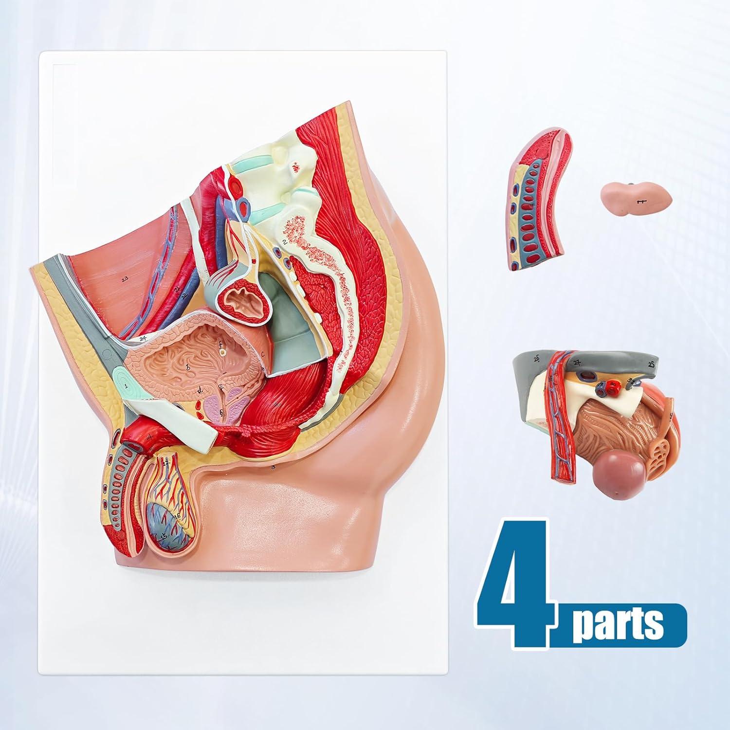 Modelo Anatómico de Pelvis Masculina JNMFTD 4 Piezas 40.6x25.4cm