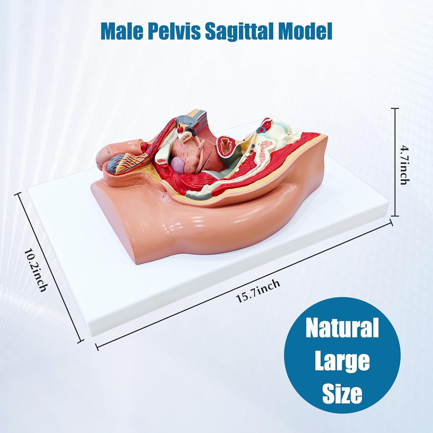 Modelo Anatómico de Pelvis Masculina JNMFTD 4 Piezas 40.6x25.4cm