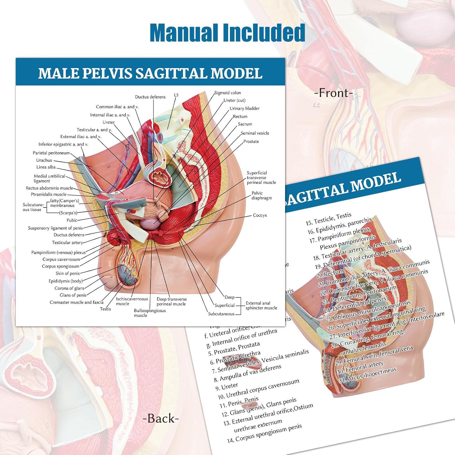 Modelo Anatómico de Pelvis Masculina JNMFTD 4 Piezas 40.6x25.4cm