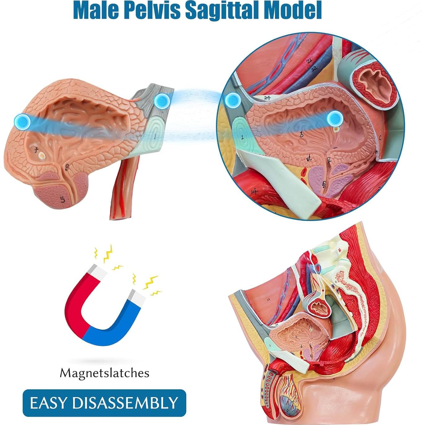 Modelo Anatómico de Pelvis Masculina JNMFTD 4 Piezas 40.6x25.4cm