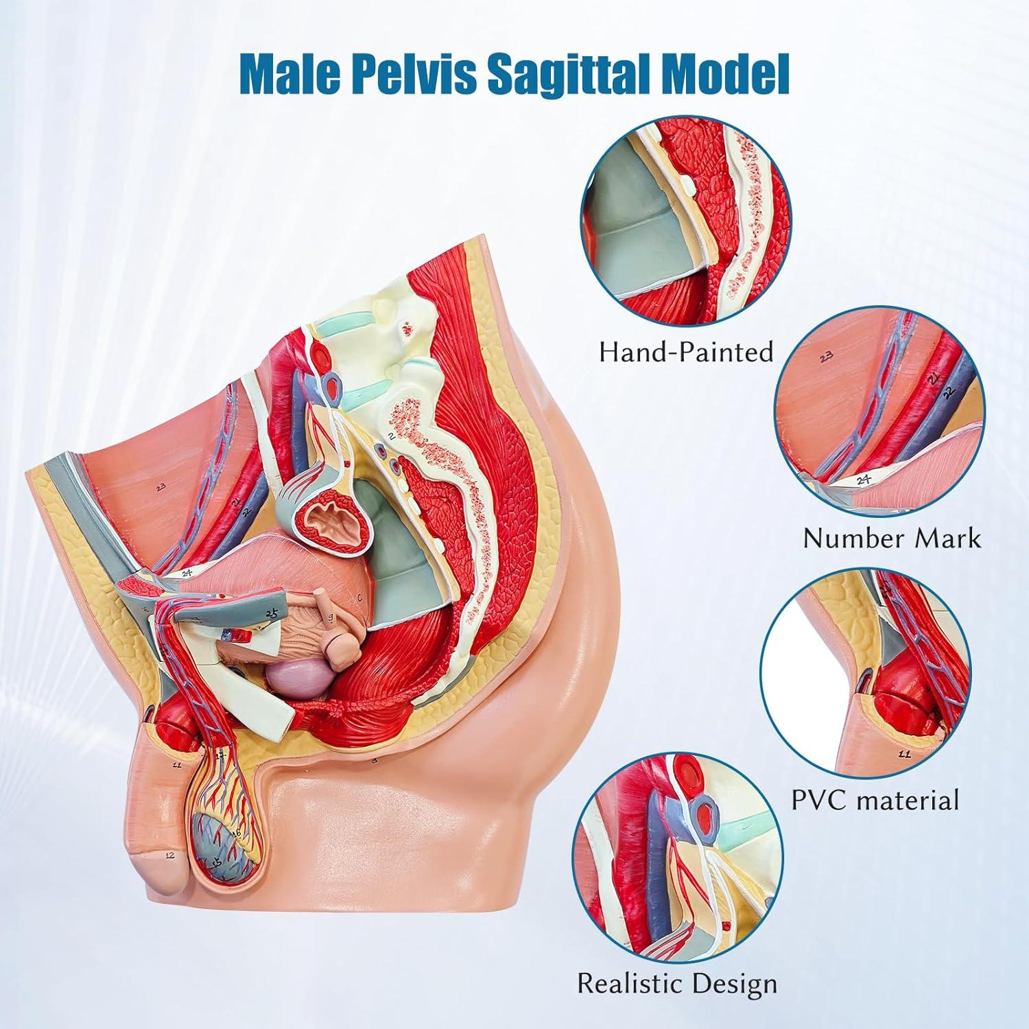 Modelo Anatómico de Pelvis Masculina JNMFTD 4 Piezas 40.6x25.4cm
