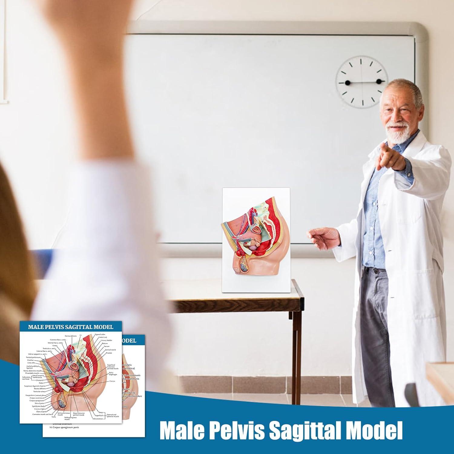 Modelo Anatómico de Pelvis Masculina JNMFTD 4 Piezas 40.6x25.4cm