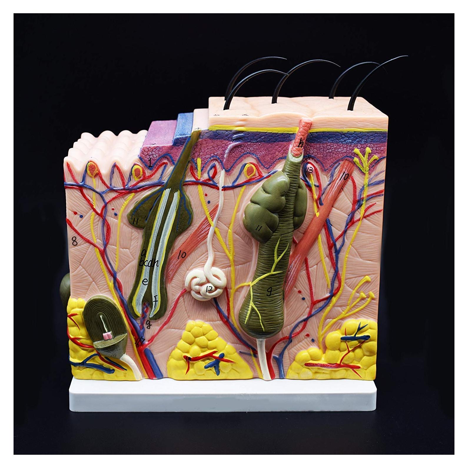 Modelo Anatómico de Piel Humana XINDAM 50X para Estudio