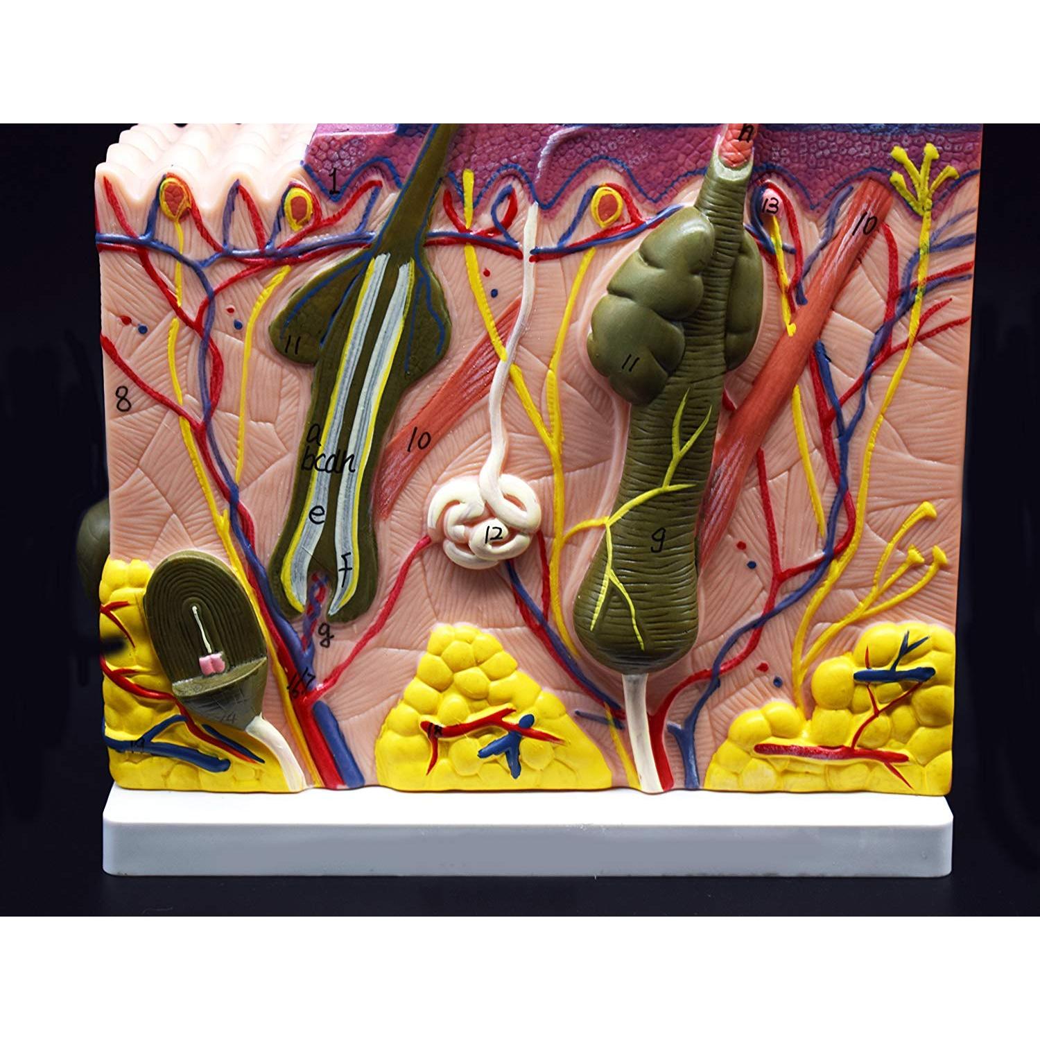 Modelo Anatómico de Piel Humana XINDAM 50X para Estudio