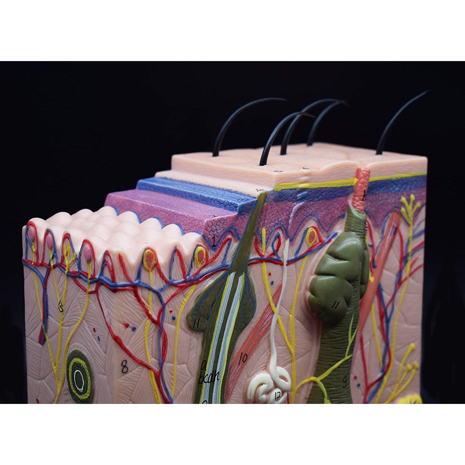 Modelo Anatómico de Piel Humana XINDAM 50X para Estudio