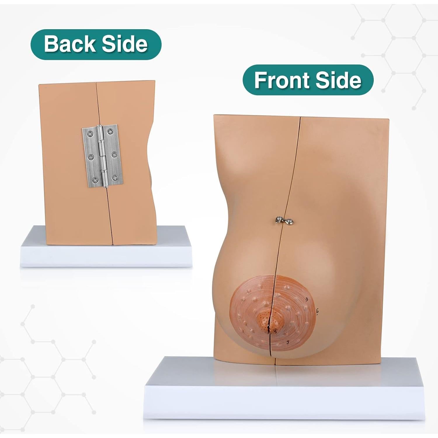 Modelo de Anatomía de Mama Lactante Ultrassist con Tarjeta