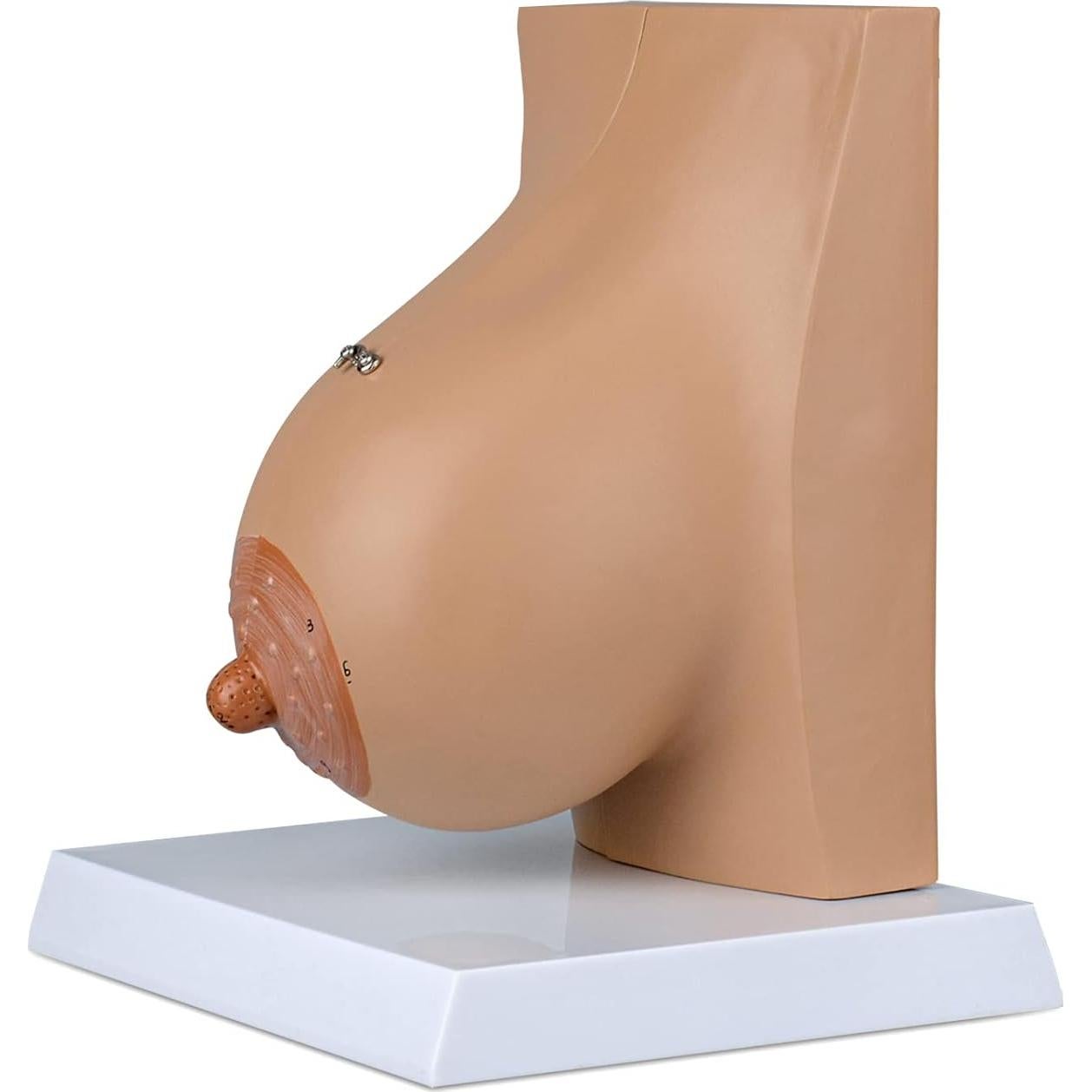 Modelo de Anatomía de Mama Lactante Ultrassist con Tarjeta