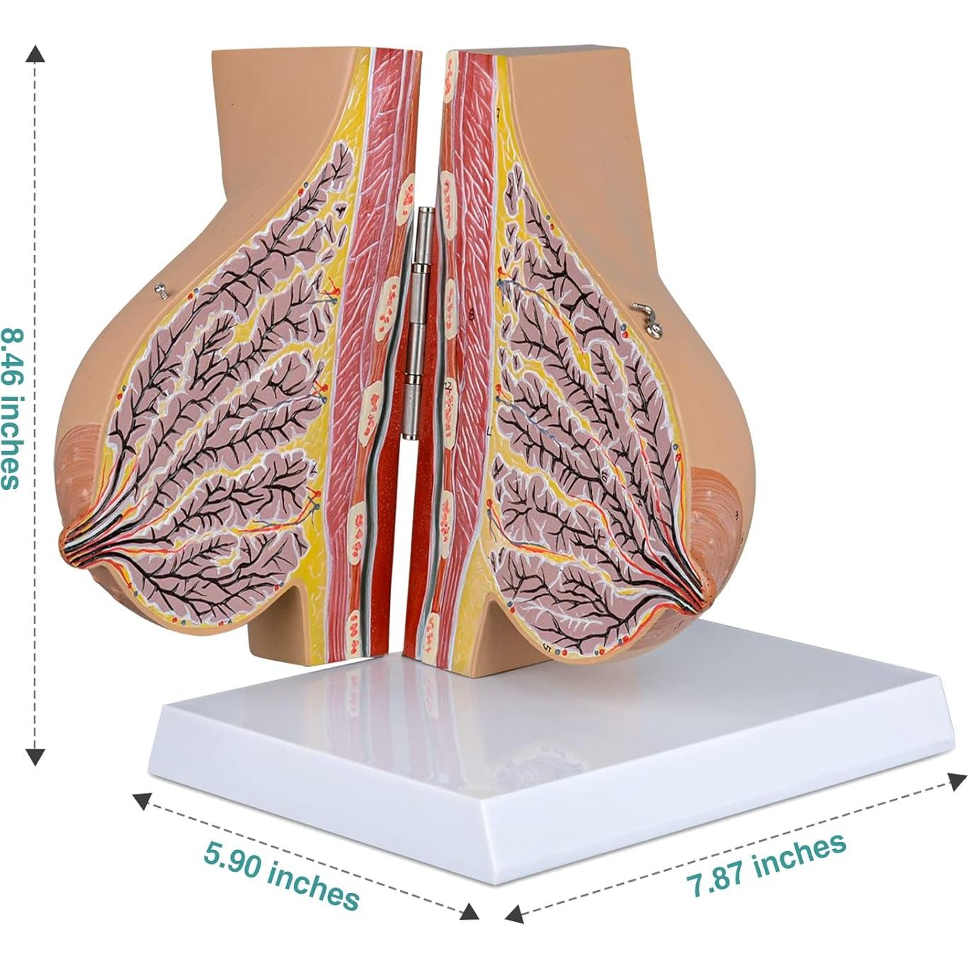 Modelo de Anatomía de Mama Lactante Ultrassist con Tarjeta