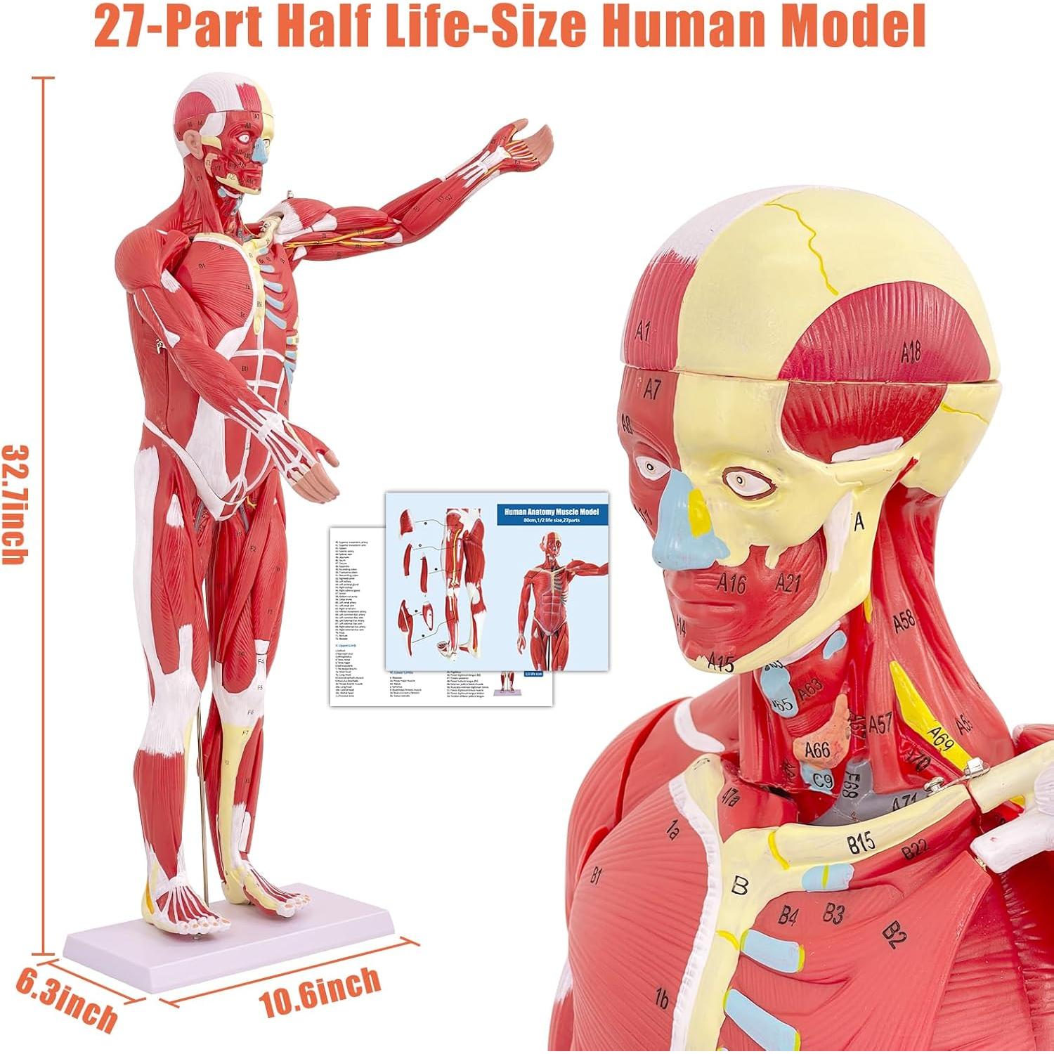 Modelo de Anatomía Muscular Humana SFXYJ, 27 Partes 83.82 cm