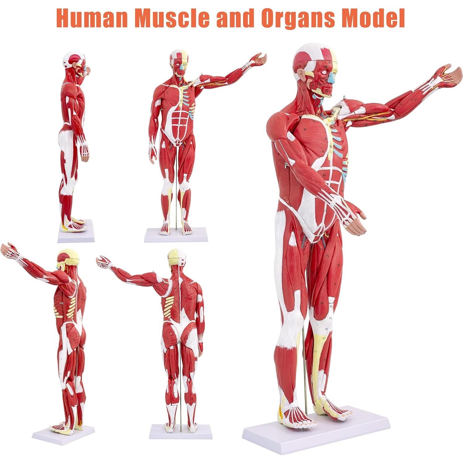 Modelo de Anatomía Muscular Humana SFXYJ, 27 Partes 83.82 cm