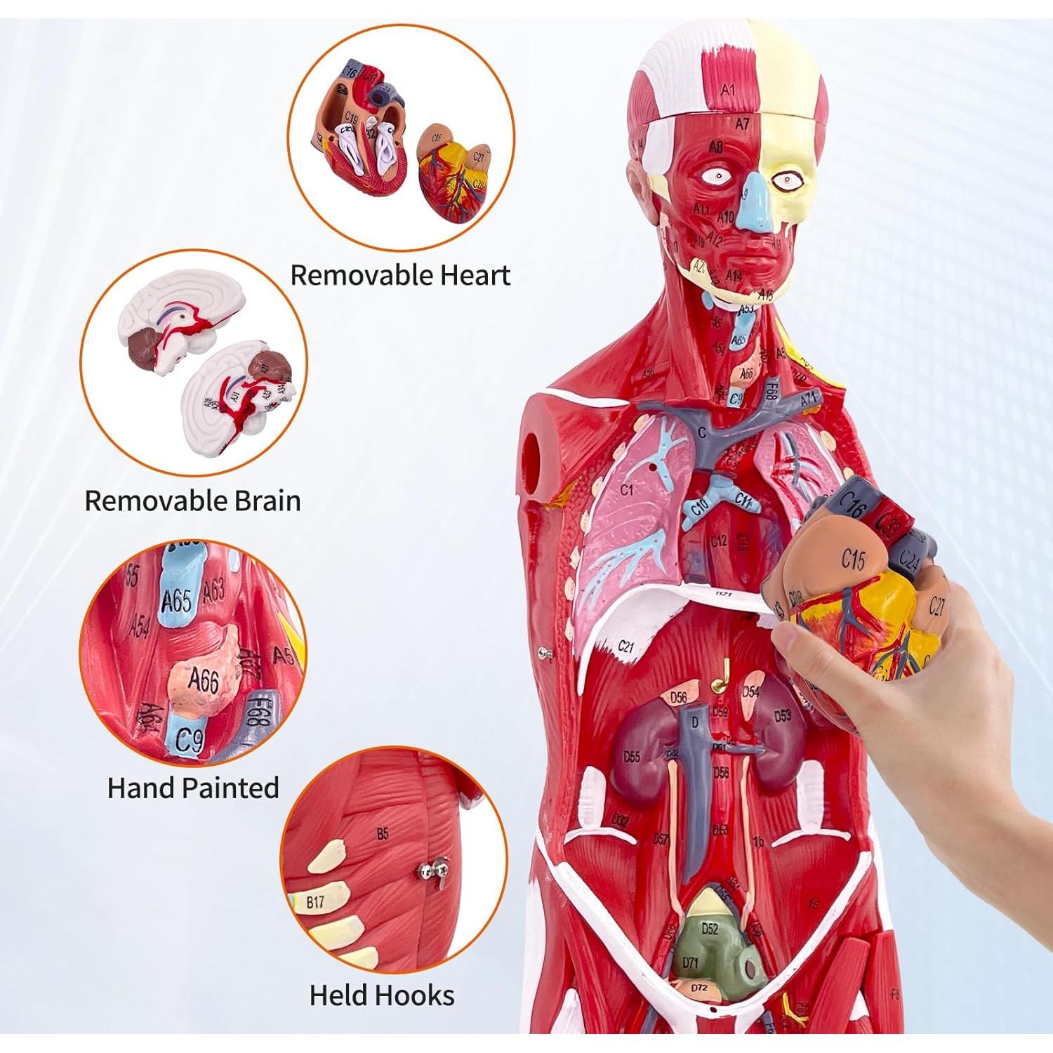 Modelo de Anatomía Muscular Humana SFXYJ, 27 Partes 83.82 cm