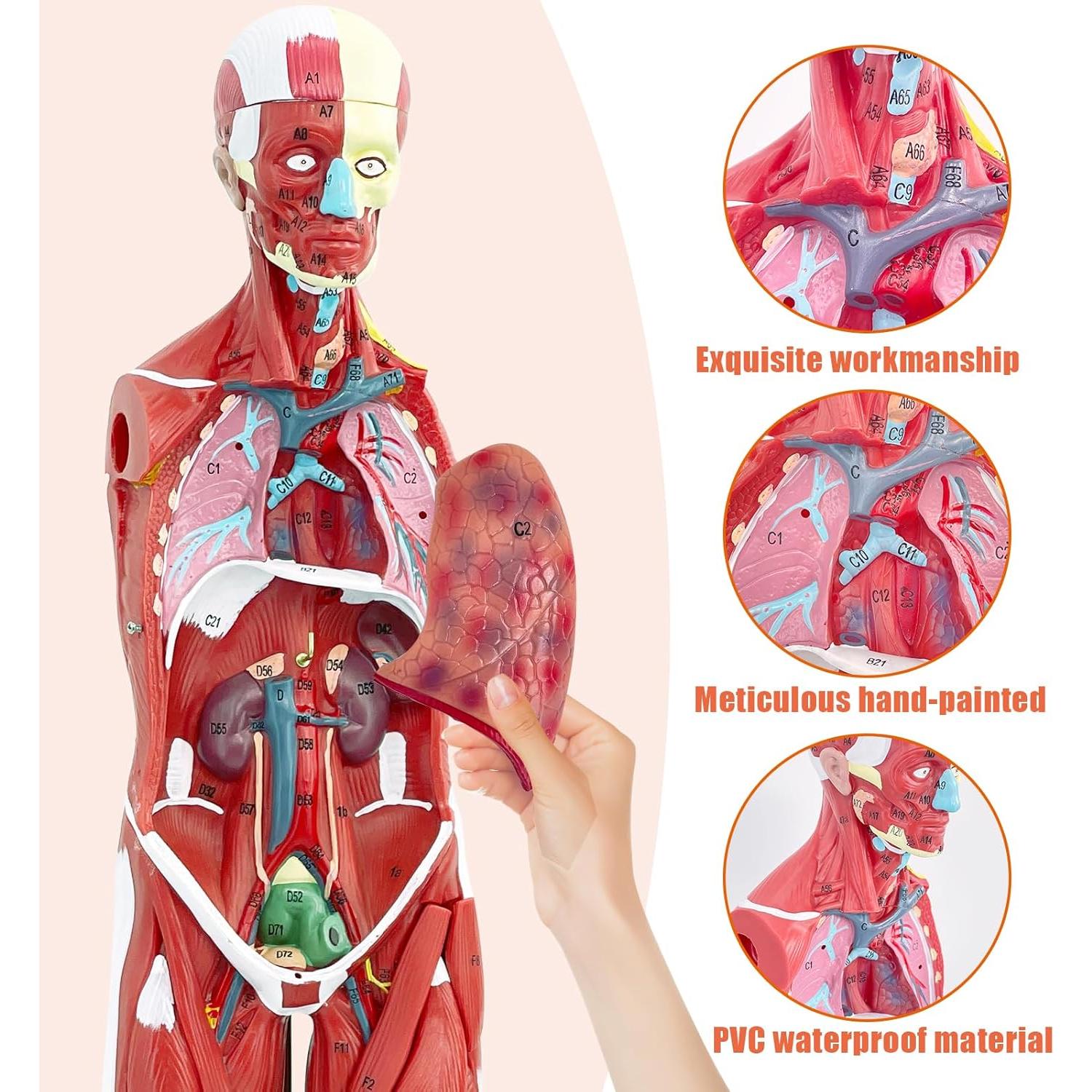 Modelo de Anatomía Muscular Humana SFXYJ, 27 Partes 83.82 cm