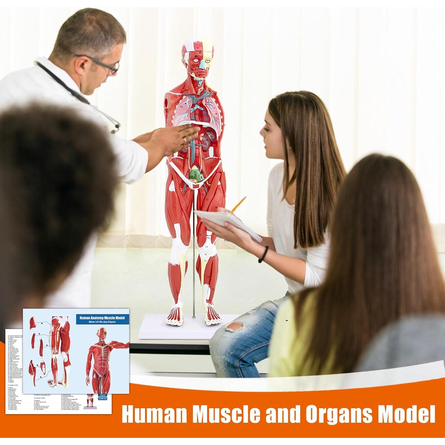 Modelo de Anatomía Muscular Humana SFXYJ, 27 Partes 83.82 cm