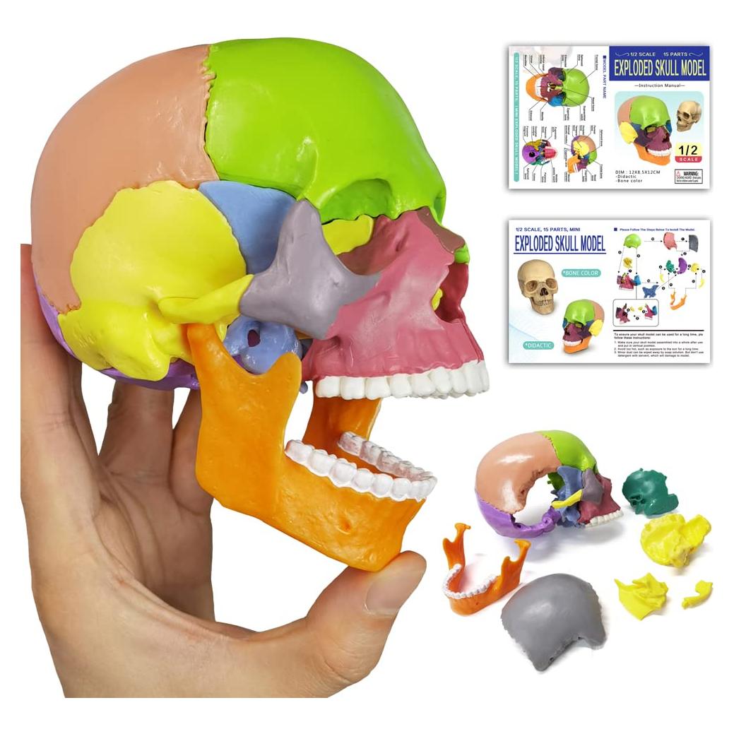 Modelo de Cráneo Humano HADWYN 15 Piezas para Educación