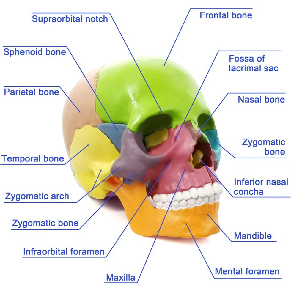 Modelo de Cráneo Humano HADWYN 15 Piezas para Educación
