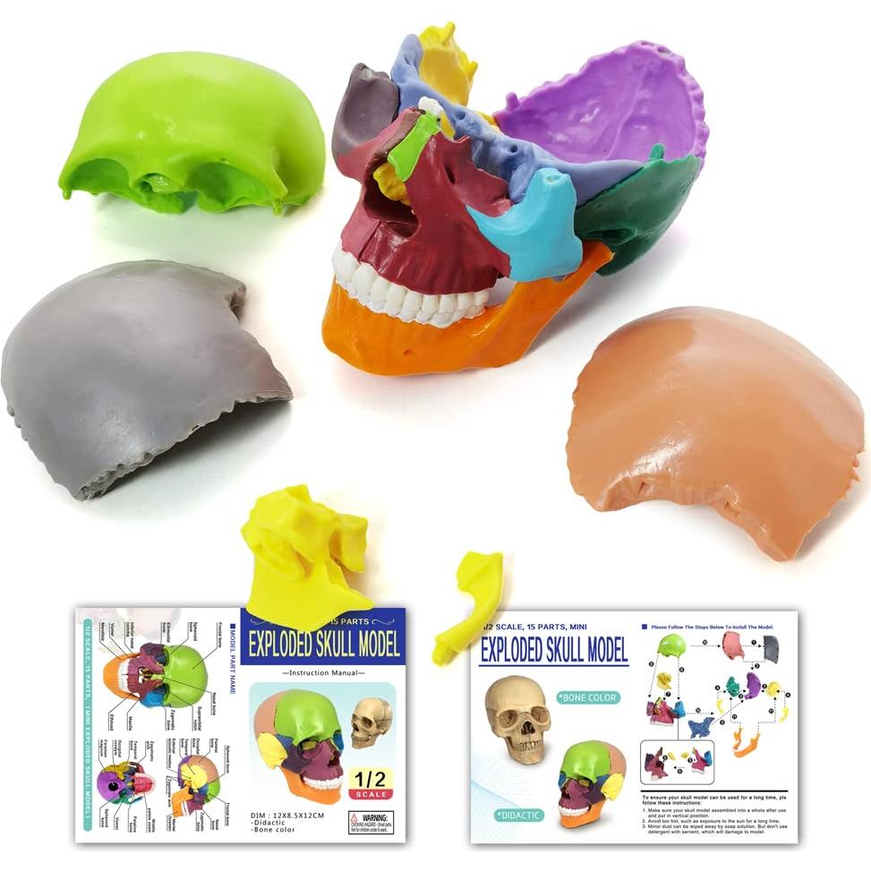 Modelo de Cráneo Humano HADWYN 15 Piezas para Educación