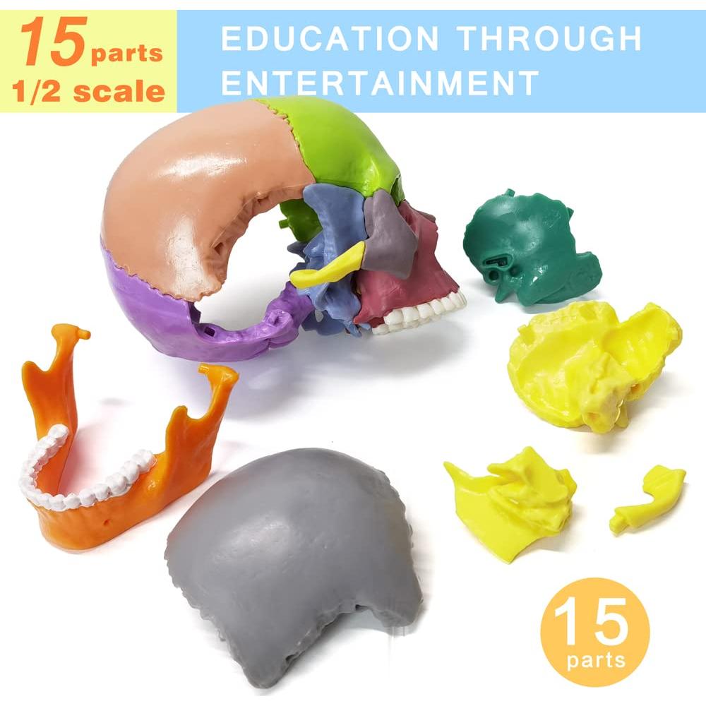 Modelo de Cráneo Humano HADWYN 15 Piezas para Educación