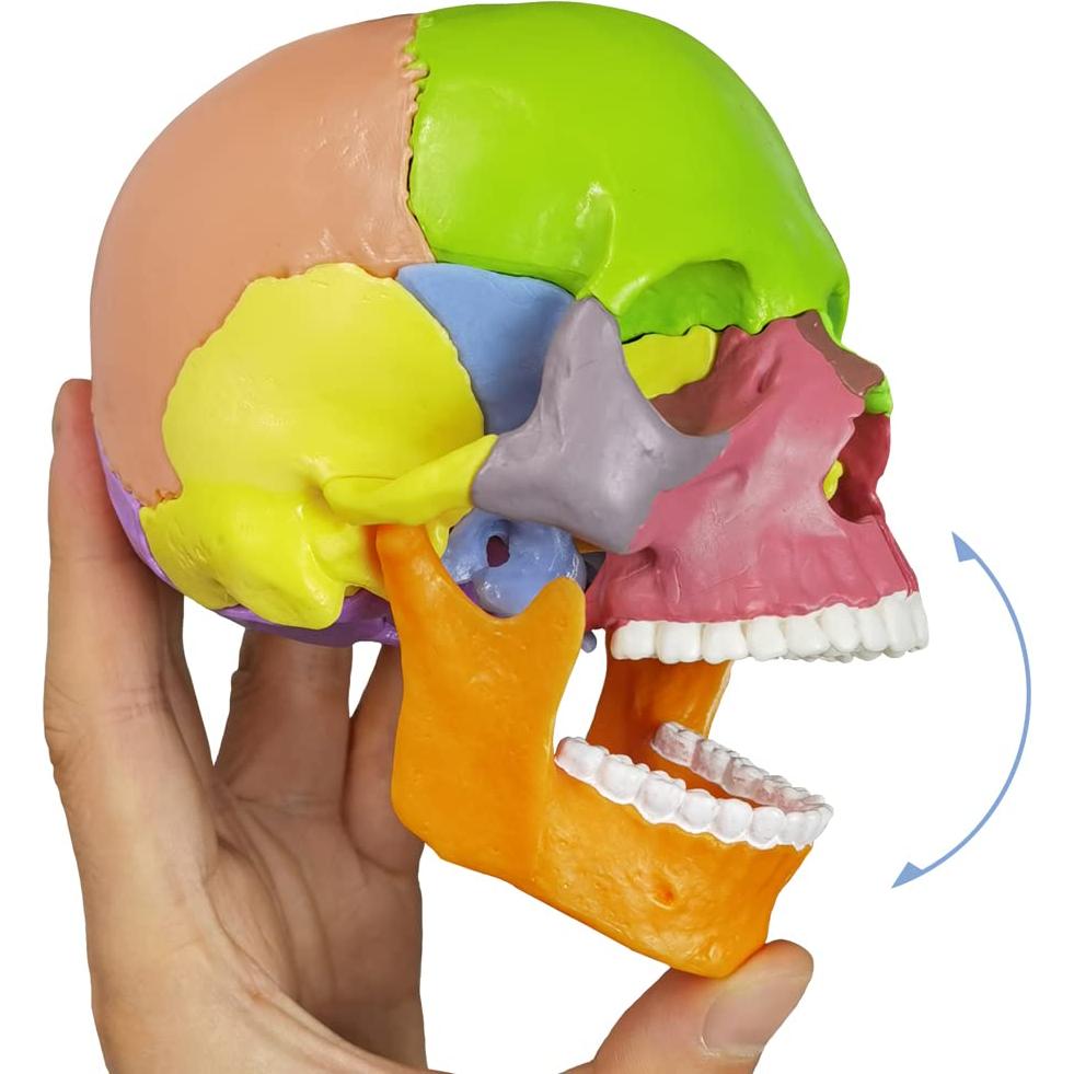 Modelo de Cráneo Humano HADWYN 15 Piezas para Educación