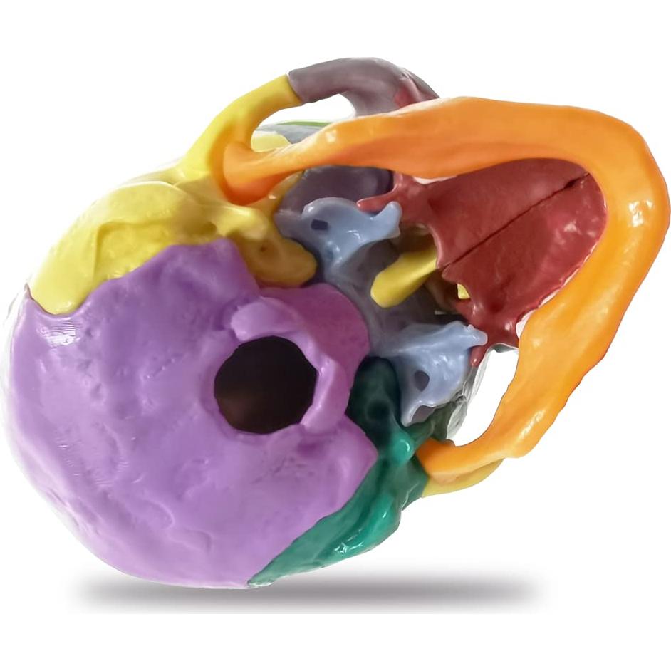 Modelo de Cráneo Humano HADWYN 15 Piezas para Educación