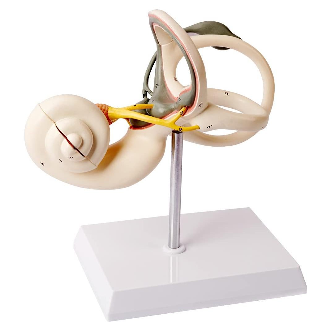 Modelo Anatómico de Oído Interno 8X Benilev 2 Partes PVC