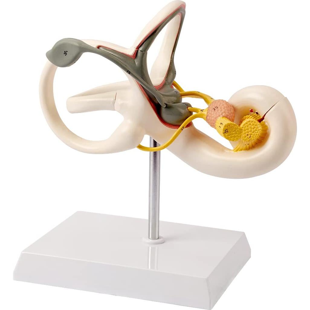 Modelo Anatómico de Oído Interno 8X Benilev 2 Partes PVC
