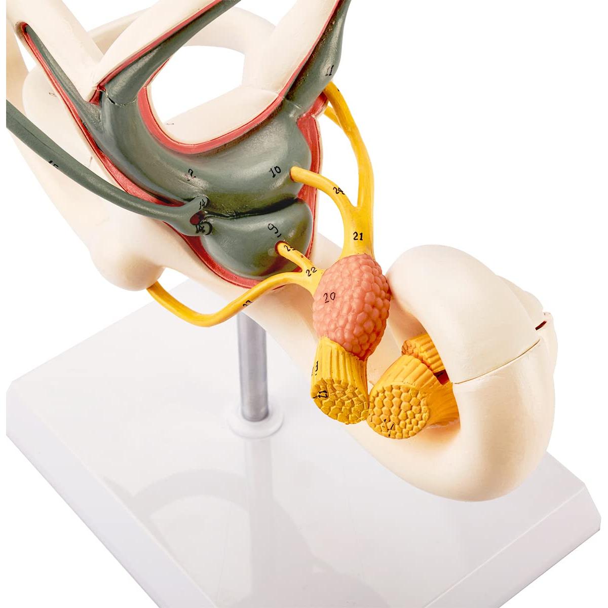 Modelo Anatómico de Oído Interno 8X Benilev 2 Partes PVC