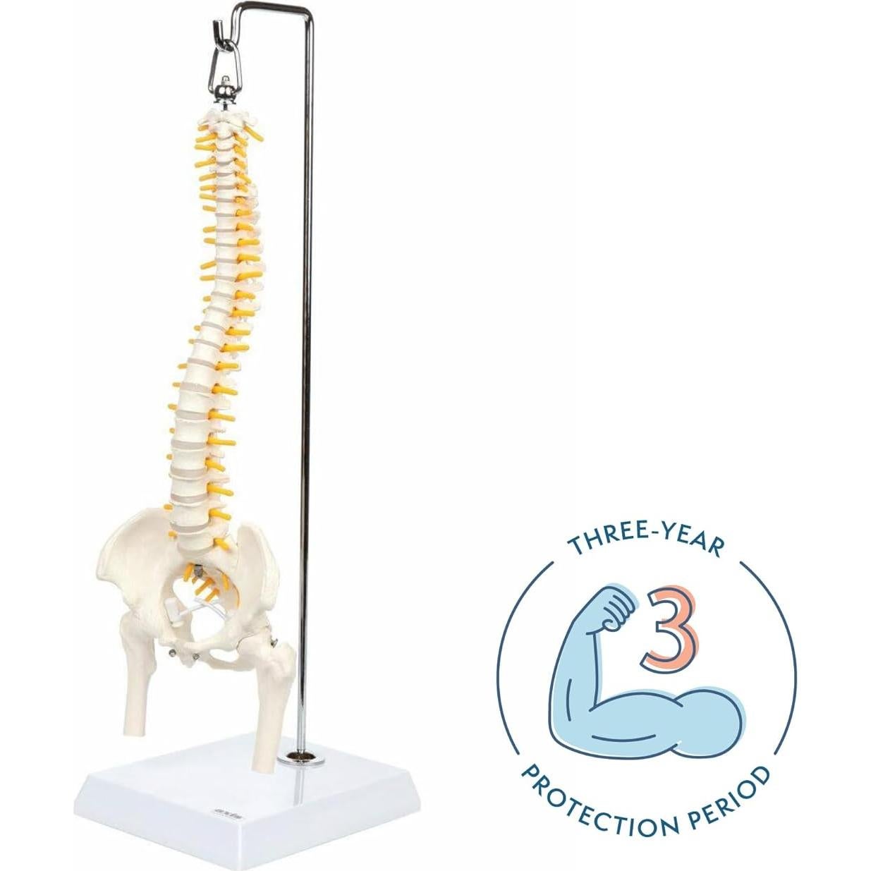 Modelo de Anatomía de Columna Vertebral Miniatura Axis Scientific 39.37 cm