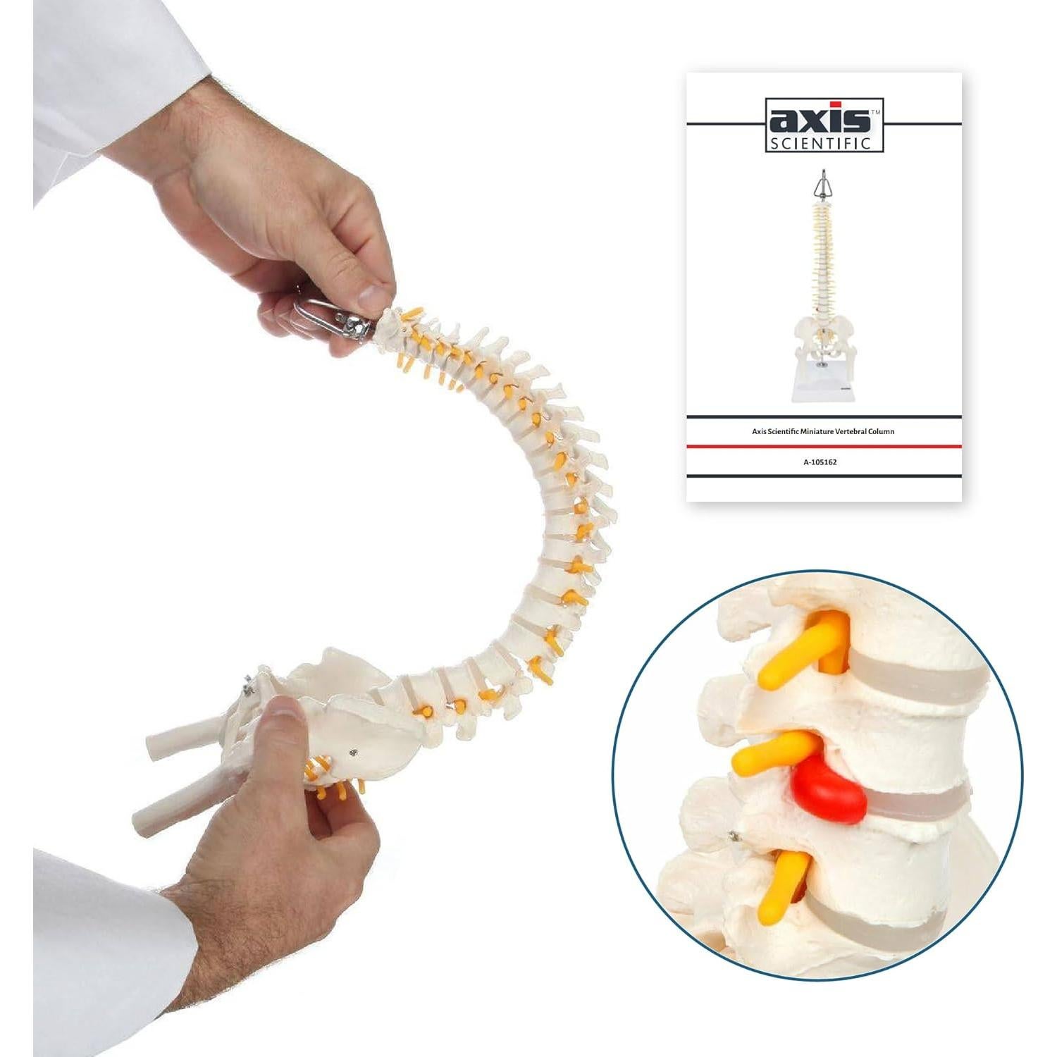 Modelo de Anatomía de Columna Vertebral Miniatura Axis Scientific 39.37 cm