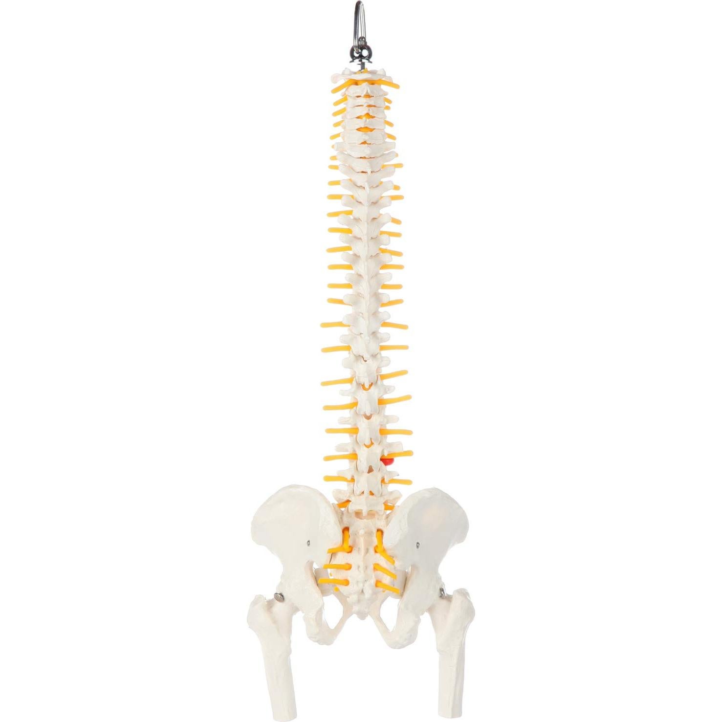 Modelo de Anatomía de Columna Vertebral Miniatura Axis Scientific 39.37 cm