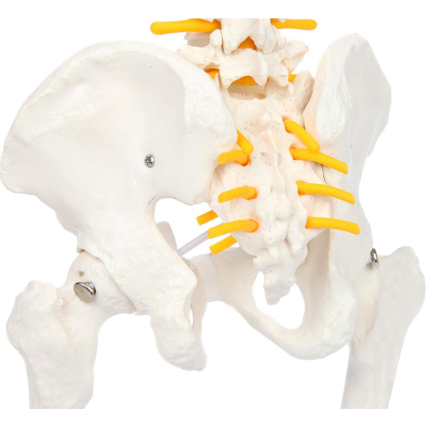 Modelo de Anatomía de Columna Vertebral Miniatura Axis Scientific 39.37 cm