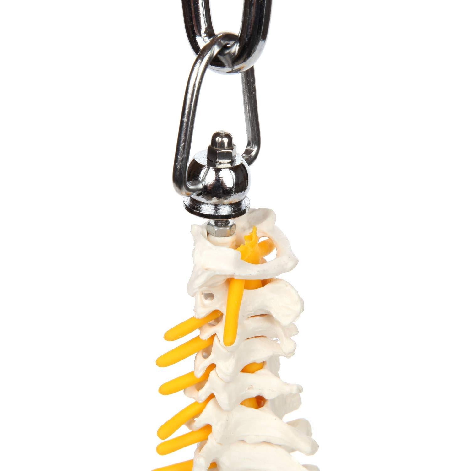 Modelo de Anatomía de Columna Vertebral Miniatura Axis Scientific 39.37 cm